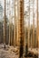 Damaged dead trees in forest.Dying forest in Czech Republic because of climate change, drought and bark beetles. Trunk of dry