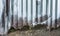 Damaged fence from corrugated iron in city street