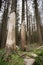 Damaged forest in the Harz National Park