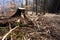 Damaged forest after logging with remaining stumps