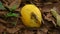 Damaged Green mango on the ground