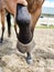 Damaged horse hoof held by hand. Taking care of suffering animals concept.