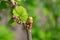 Damaged injured by cecidophyopsis ribis of young leaf bud of currant bush branch. Blackcurrant