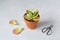 Damaged kalanchoe house plant in terracota pot and black scissors