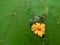 A damaged leaf of a bush, through which a beautiful yellow flower of a false sunflower is visible