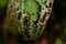 Damaged Leaf with holes