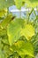 The damaged leaves of cucumber spider mite Tetranychus urticae