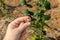 Damaged nut garden diseases. Closeup of hazelnuts with holes from caterpillars lie in the hand of man