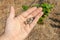 Damaged nut garden diseases. Closeup of hazelnuts with holes from caterpillars lie in the hand of man