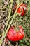 Damaged organic tomato