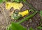 Damaged ornamental gourd among plant vine and leaves