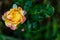 Damaged petal of yellow rose in front of blurry leaves with copy space. winter and autumn concept