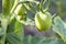 Damaged rotten green tomato by insect bite on farm in summer. healthy food