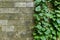 Damaged rustic wall half covered by Common Ivy. Also known as Hedera helix, English ivy or European ivy.