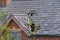 Damaged slate roof tiles on a pitched roof