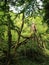 Damaged Tree Snapped in Half in Woodland