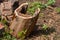 Damaged Tree Stump