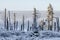 Damaged trees with inversion weather, Giant Mountains