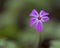 Damaged Wild Flower.