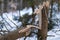 Damaged wood by snow pressure - forest damage