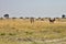 Damaliscus lunatus, Topiand Tsessebe, in the Bwabwata National Park, Namibia