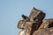 The daman, Procavia capensis, on the rocks in Namibia