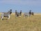 Damar zebra herd, Equus burchelli antiquorum, in tall grass in Makgadikgadi National Park, Botswana