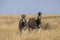 Damar zebra herd, Equus burchelli antiquorum, in tall grass in Makgadikgadi National Park, Botswana