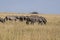 Damar zebra herd, Equus burchelli antiquorum, in tall grass in Makgadikgadi National Park, Botswana