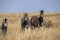 Damar zebra herd, Equus burchelli antiquorum, in tall grass in Makgadikgadi National Park, Botswana