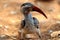 Damara - Damara red-billed hornbill - Rotschnabeltoko - Namibia africa
