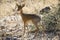 Damara Dik Dik, Africa\'s smallest antelope