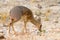 Damara dik dik in bushland