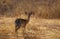 Damara dik dik the smallest antelope on savannah on a sunny day