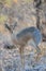 Damara dikdik standing in the bush, etosha nationalpark, namibia