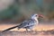 Damara Hornbill