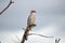 Damara red-billed hornbill