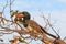 Damara red-billed hornbill, small species of African hornbills. Africa wildlife. Mowani, Damaraland, Namibia