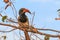 Damara red-billed hornbill, small species of African hornbills. Africa wildlife. Mowani, Damaraland, Namibia