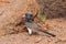 Damara red-billed hornbill, small species of African hornbills. Africa wildlife. Mowani, Damaraland, Namibia