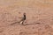 Damara red-billed hornbill, small species of African hornbills. Africa wildlife. Mowani, Damaraland, Namibia