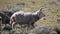 Damara sheep in Lesotho Africa