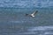 A of Damara Tern in low flight