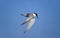 Damara Tern, sterna balaenarum, Adult in Flight against Blue Sky, Namibia