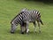 Damara zebra, Equus burchelli antiquorum, advancing together on pasture