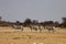 Damara zebra, Equus burchelli antiquorum, in the bush Namibia