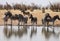 Damara zebra, Equus burchelli antiquorum, at the waterhole, Namibia