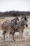 Damara zebra, Equus burchelli herd in steppe, Etosha, Namibia