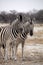 Damara zebra, Equus burchelli herd in steppe, Etosha, Namibia
