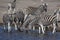 Damara zebra herd, Equus burchelli antiquorum, drinking in the waterhole Etosha National Park, Namibia